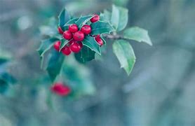 Image result for Drawings of Holly Berries