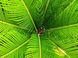 Image result for Palm Leaves Greenery