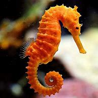 Image result for Sea Horse Photography Black and White