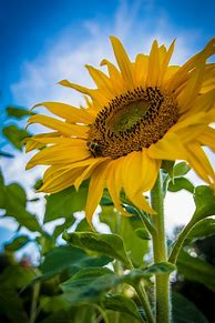 Image result for Pics of Sunflowers