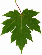 Image result for Leaf Shape Stencils