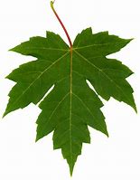 Image result for Leaf Design Stencils