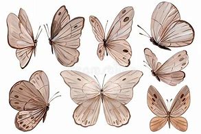 Image result for Beige Butterflies