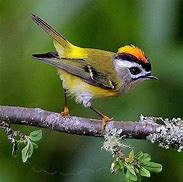 Image result for Small Bird On Branch