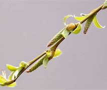 Image result for Weeping Willow Buds