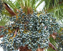 Image result for Chinese Fan Palm