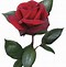 Image result for Single Stem Red Rose