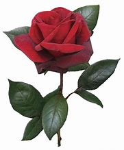 Image result for Single Stem Red Rose