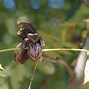 Image result for Pecan Bonsai Tree