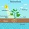 Image result for Photosynthesis Process Vector