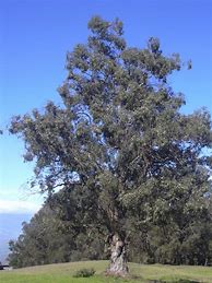 Image result for Eucalyptus Nursery