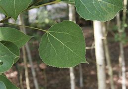 Image result for Stock Image of Aspen Leaf