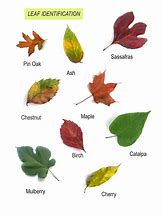 Image result for Ranking Leaves