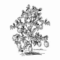 Image result for Vintage Tree Branch Illustration