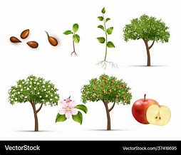 Image result for Apple Life Cycle Clip Art