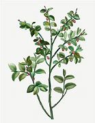 Image result for Blueberry Bush Art