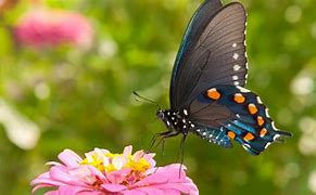 Image result for Perennial Butterfly Garden