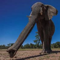 Image result for Elephant Trunk Tree