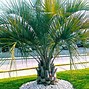 Image result for Cold Tolerant Palm Trees