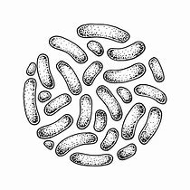 Image result for Bacteria Drawing