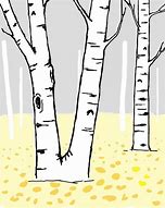 Image result for Birch Tree Branch Clip Art