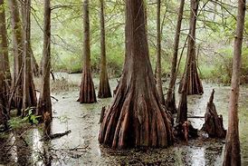 Image result for Common Louisiana Trees