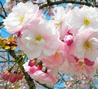 Image result for Cherry Blossoms with Cherries