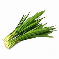 Image result for Pandan Leaf Plant