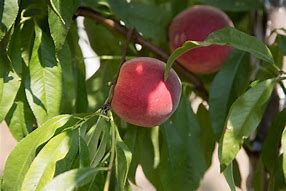 Image result for Pureed Peach Turnovers