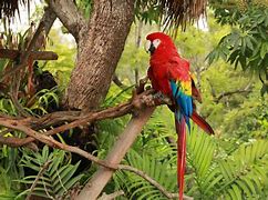 Image result for Jungle Birds Coloring Pages