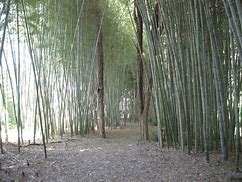 Image result for Bamboo Jungle