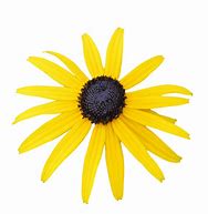 Image result for Black Eyed Susan Desktop Wallpaper