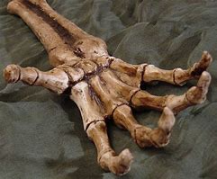 Image result for La Skeleton Hands