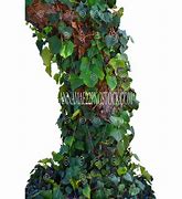 Image result for Tree Ivy and Vines Stock-Photo