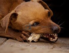 Image result for Dog Chewing Bone