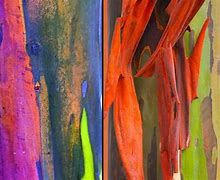 Image result for Eucalyptus Deglupta Leaves