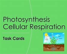 Image result for Photosynthesis and Cellular Respiration Comparison Chart