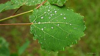 Image result for Stock Image of Aspen Leaf