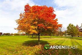 Image result for Buy Red Oak Tree