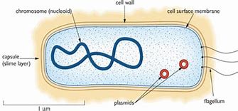 Image result for Bacteria Cell Diagram GCSE