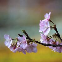 Image result for Cherry Blossom Pixel Grid