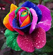 Image result for Bright Colored Roses