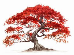 Image result for Japanese Maple Tree Drawing