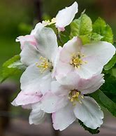 Image result for Apple Blossom Drawing