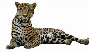 Image result for Jaguar Graphics