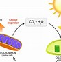 Image result for Cellular Respiration Diagram for Kids