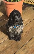 Image result for American Food Spaniel Cocker Mix