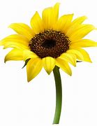 Image result for Sunflower Clip Art Transparent Background