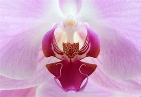 Image result for Orchid Painting Keene NH