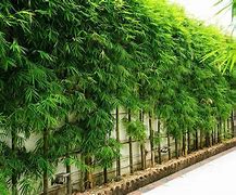 Image result for Green Garden Screen